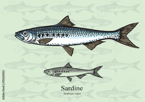 Sardine fish. Vector illustration for web, education examples, graphic and packaging design. Suitable for patterns and artwork in small sizes.