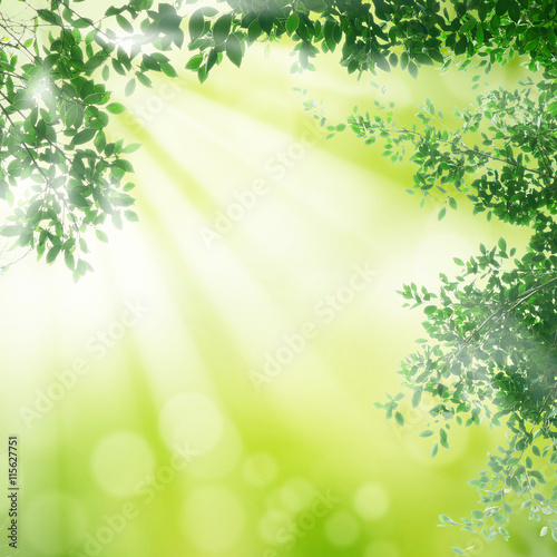 Leaf background with sun beam © jesadaphorn