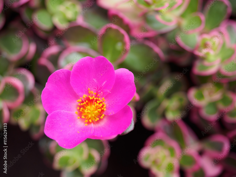pink Portulaca grandiflora