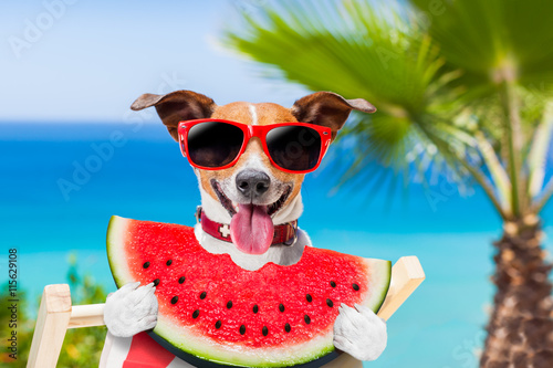 dog on hammock and watermelon © Javier brosch