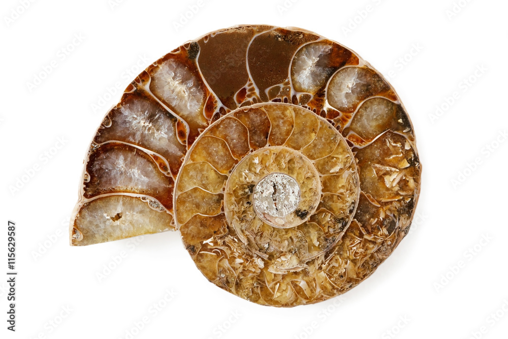 A polished half of fossil Ammonite. isolated on white background. A polished half of fossil Ammonite. isolated on white background.