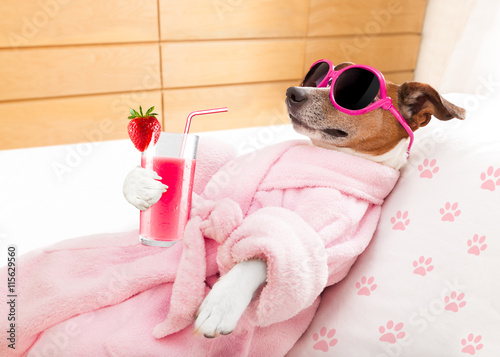 relax spa wellness dog