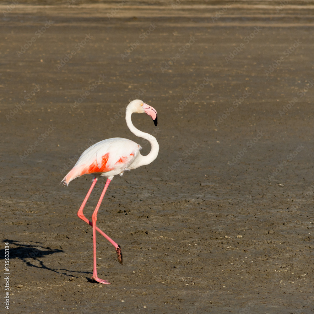 Flamingo at the beach near swakopmund Flamingo at the beach near swakopmund