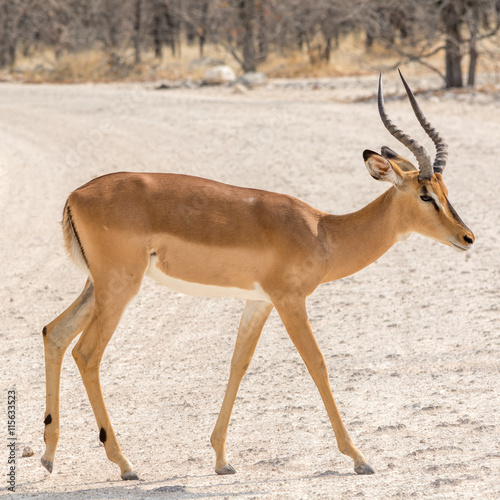 Impala in Africa