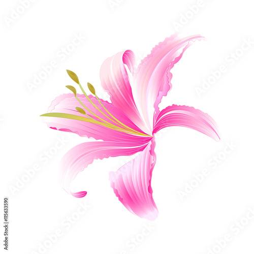 Spring flower Daylily pink Lily  vector illustration