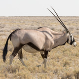Oryx (Gemsbok)