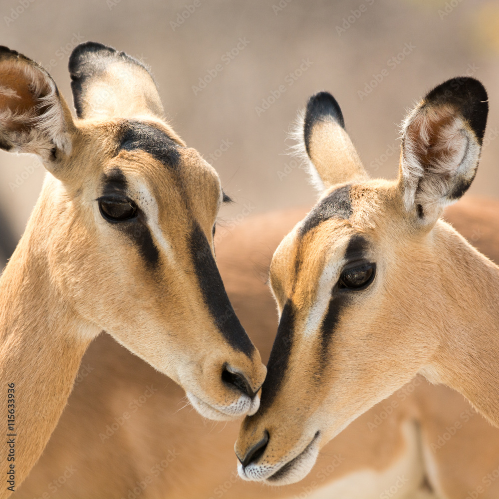 Portrait of Two Blackfaced Impala Portrait of Two Blackfaced Impala