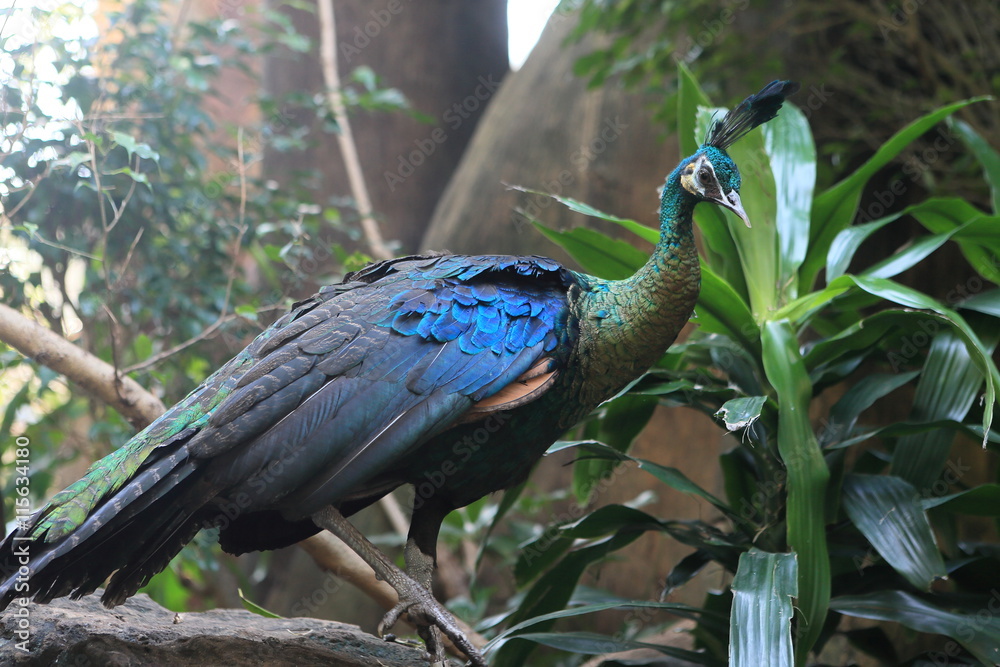 Naklejka premium Peacock