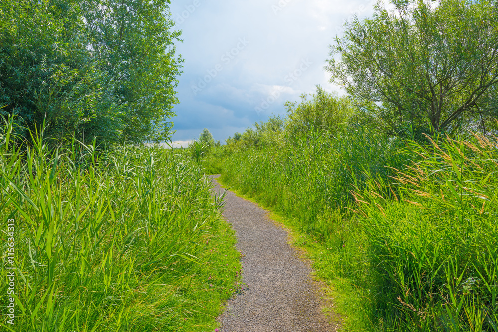 Fototapeta premium Path through wetland in sunlight in summer