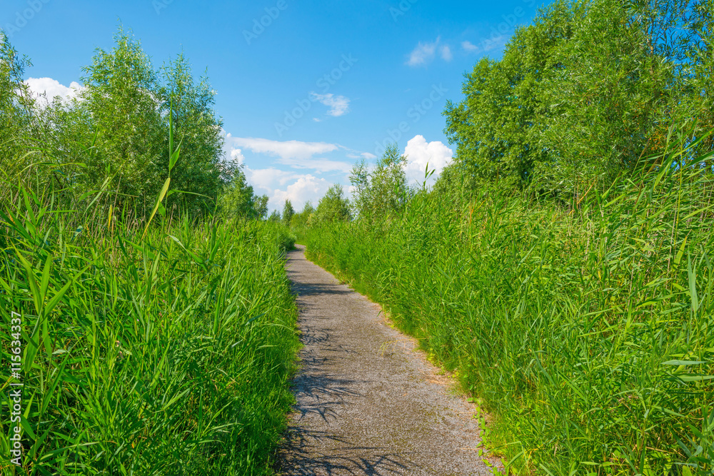 Path through wetland in sunlight in summer Path through wetland in sunlight in summer