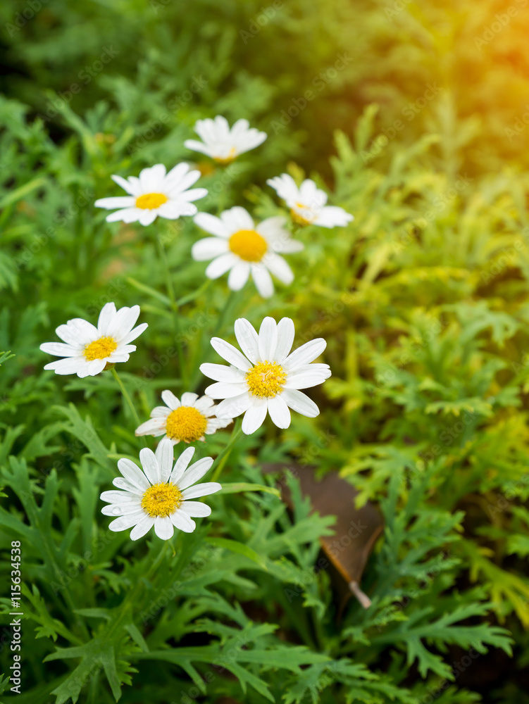 Obraz premium chamomile flower