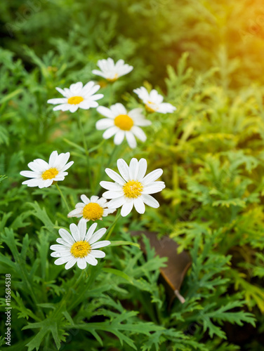 chamomile flower