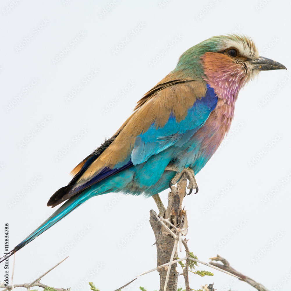 Obraz premium Lilac Breasted Roller