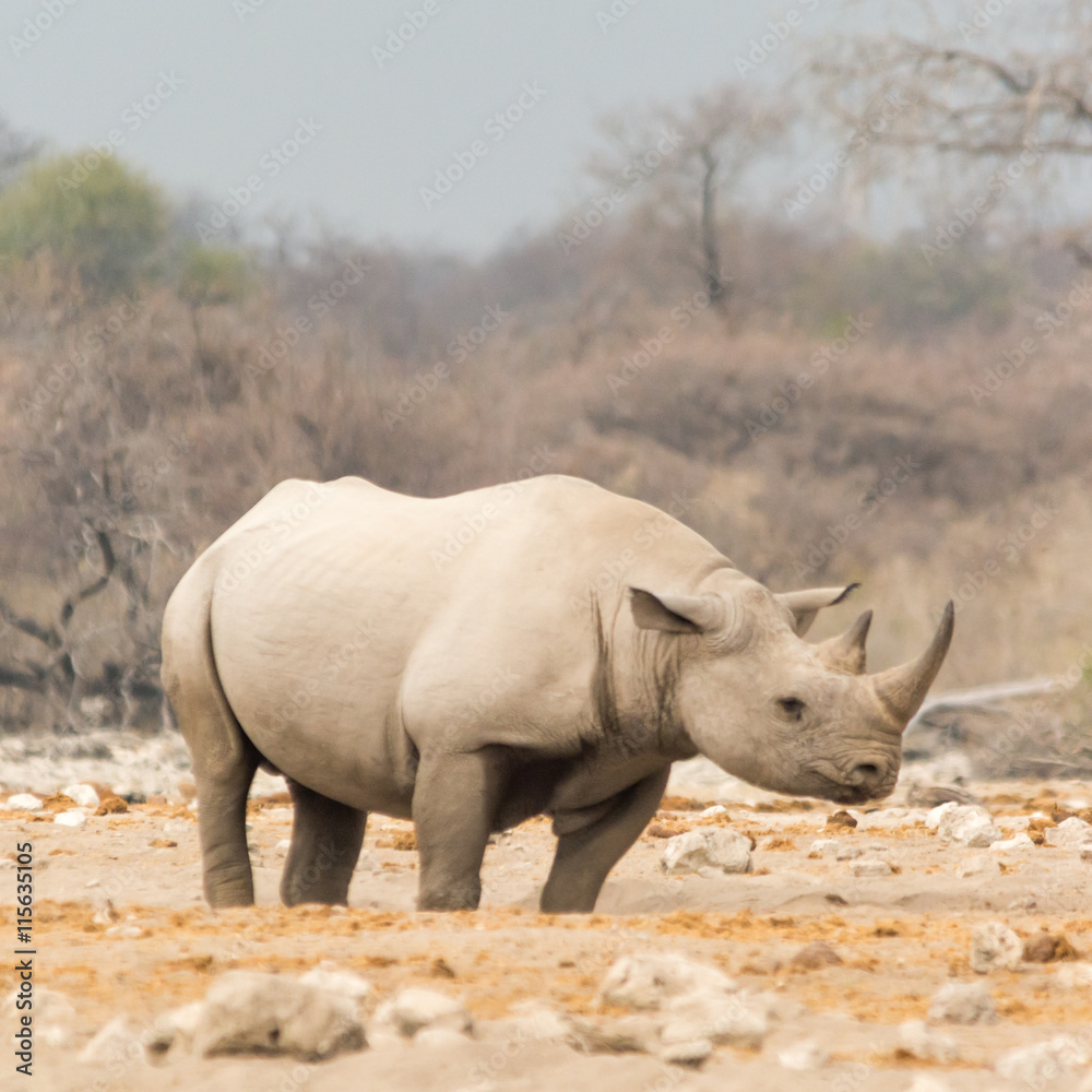 Fototapeta premium Rhinoceros