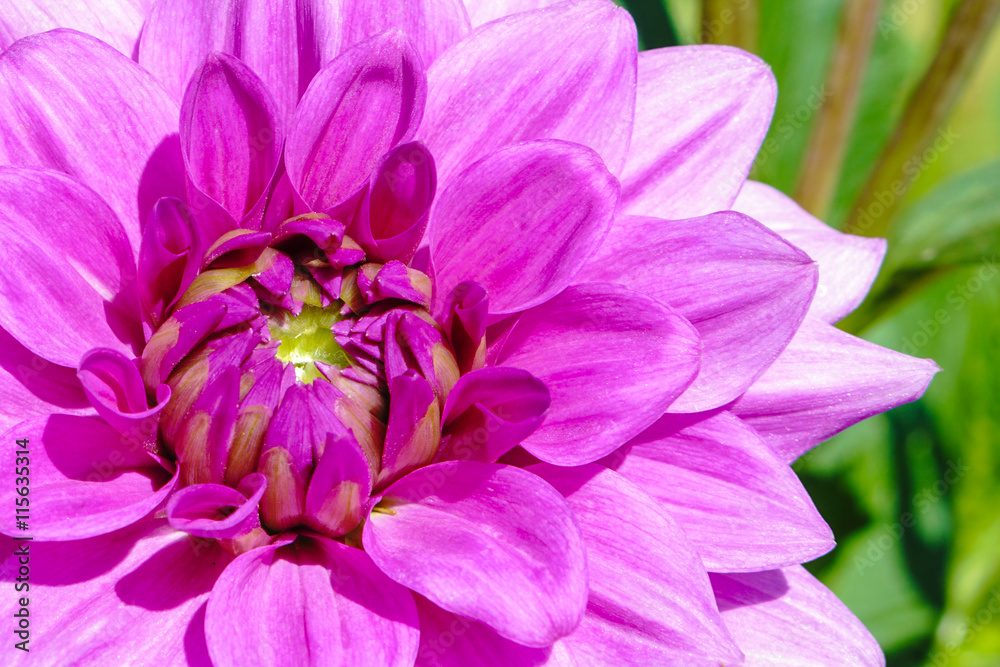 Dahlia lilac macro in the garden Dahlia lilac macro in the garden