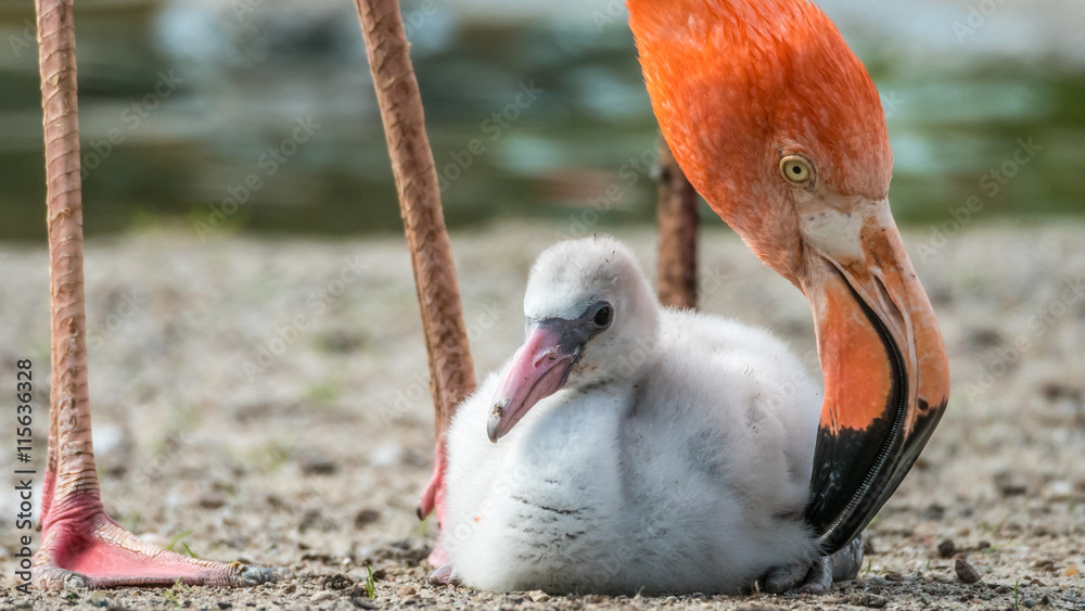 Fototapeta Caribbean Flamingo chick (Phoenicopterus ruber ruber) and mother