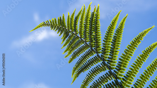 Leaf of a Eagle fern  Pteridium aquilinum  on blue sky
