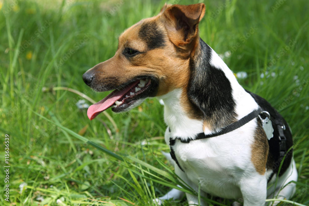 Der Hund sitzt Der Hund sitzt