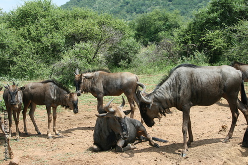 A herd of blue wildebeests in the Pilanesberg National Park