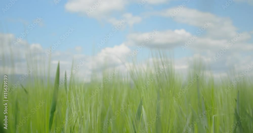 CLOSE UP: Green wheat field CLOSE UP: Green wheat field