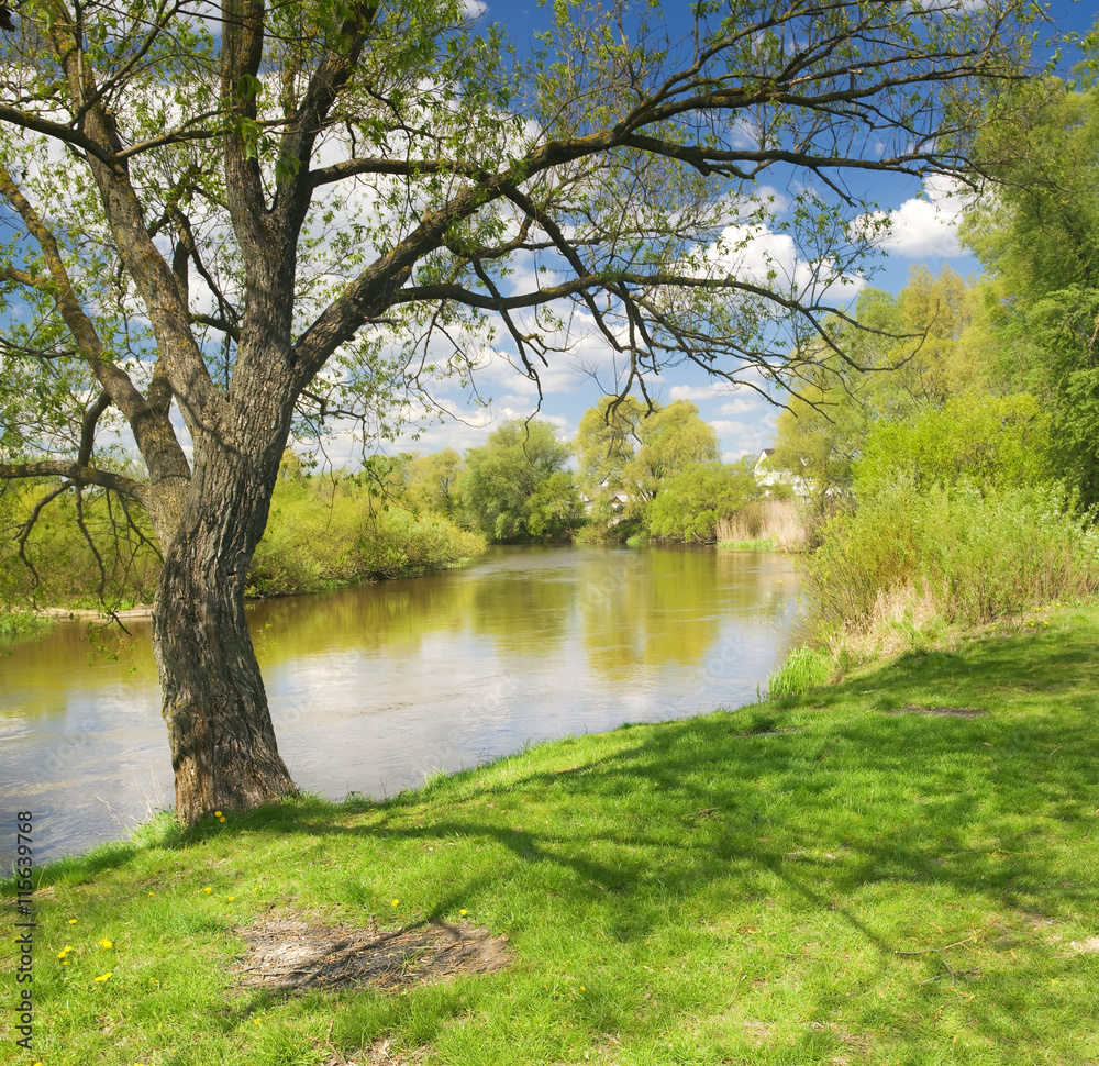 Tree on river bank