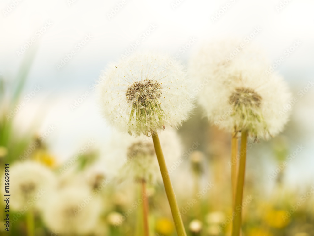 A blowball