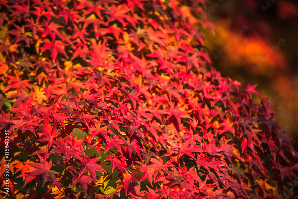autumnal background, slightly defocused red marple leaves autumnal background, slightly defocused red marple leaves