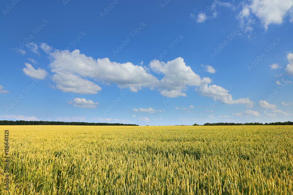 Agriculture field. Landscape with ears of wheat in the bright summer sun and forest line on the horizon. Agriculture field. Landscape with ears of wheat in the bright summer sun and forest line on the horizon.