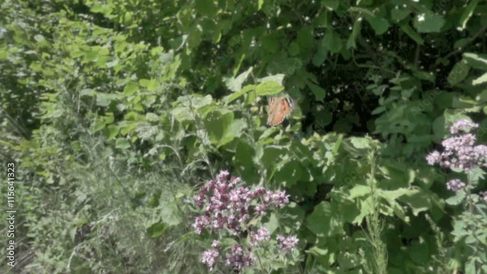 Flying butterflies. Takes off.Slow motion. 480ftp. Flying butterflies. Takes off.Slow motion. 480ftp.