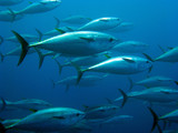 School of tuna