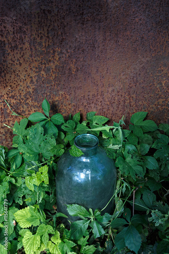 Metal rustic background and big glass jar with leaves of climbing plant