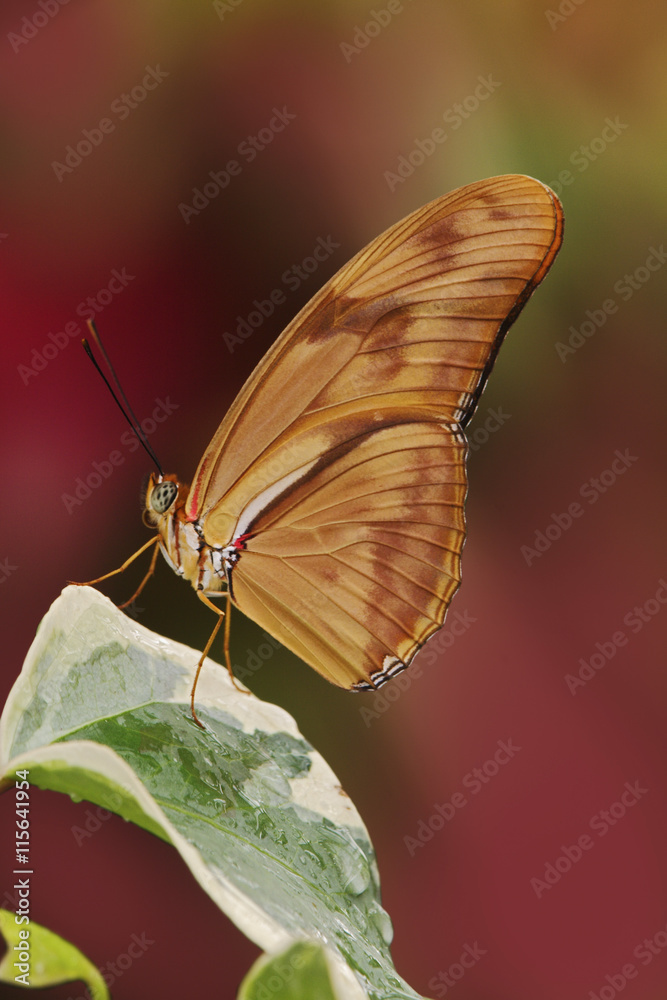 Julia butterfly, Dryas julia