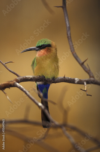 Africa. Red-throated Bee Eater (Merops bullocki) photo