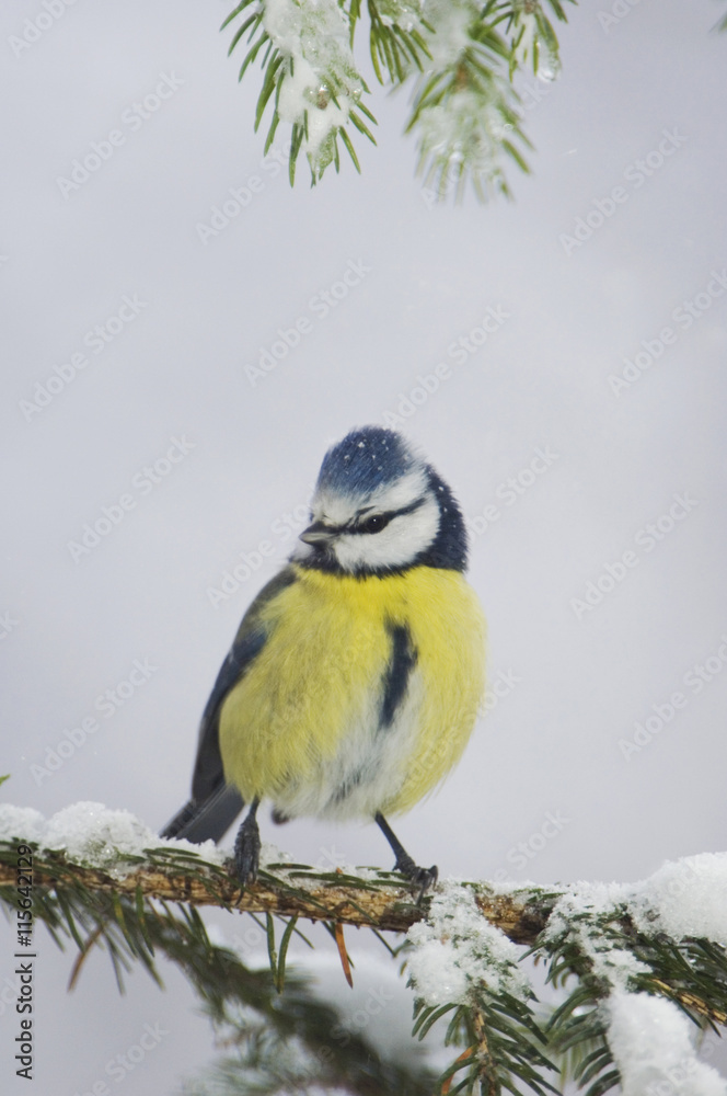 Blue Tit, Parus caeruleus, adult on sprouse branch with snow, Oberaegeri, Switzerland, Dezember Blue Tit, Parus caeruleus, adult on sprouse branch with snow, Oberaegeri, Switzerland, Dezember