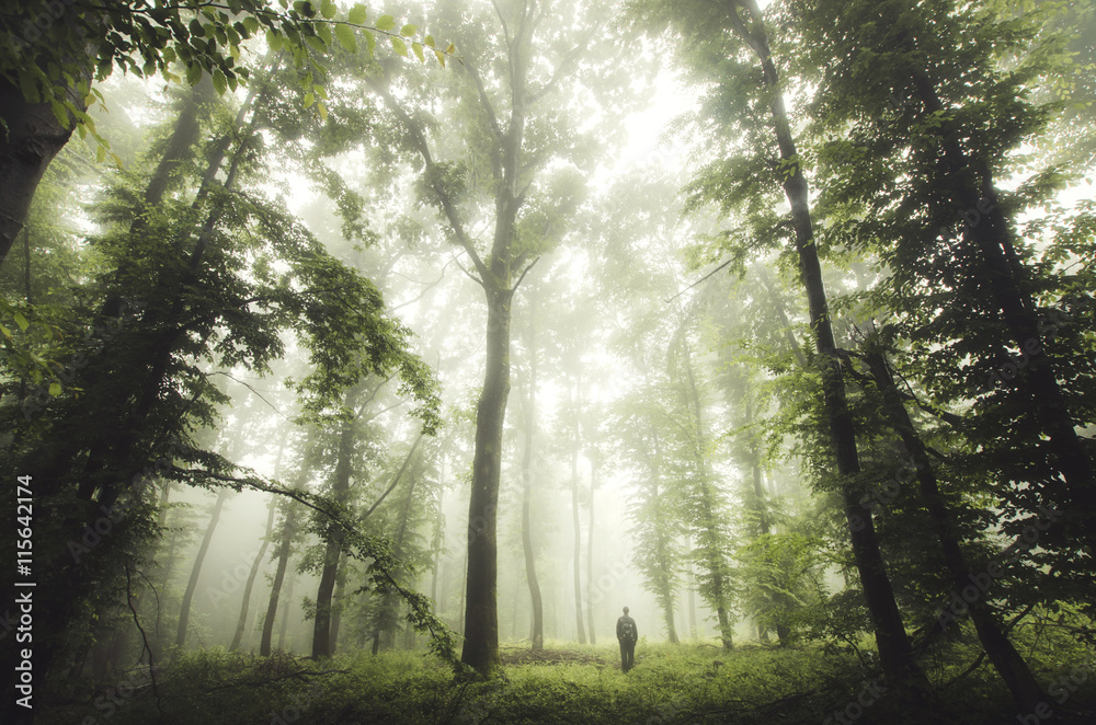 green woods with man walking - obrazy, fototapety, plakaty 