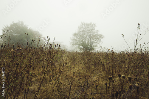 autumn natural landscape wi...