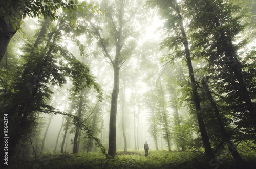 Fototapeta Naklejka Na Ścianę i Meble -  green woods with man walking
