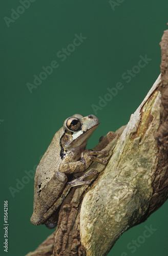 Mexican Treefrog, Smilisca baudinii, adult on Tree Bark, The Inn at Chachalaca Bend, Cameron County, Rio Grande Valley, Texas, USA, May