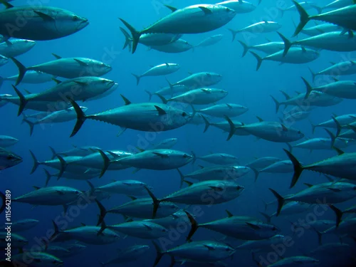 Tapety Szkoła tuńczyka