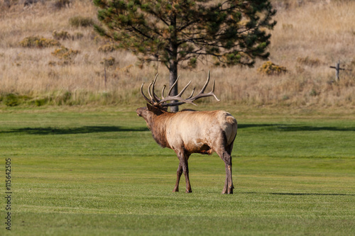 Bull Elk Bugling © natureguy