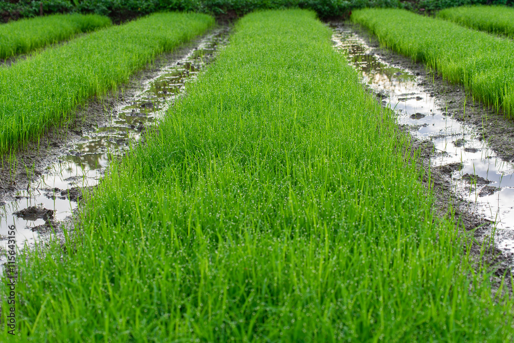 Plantation rice plant