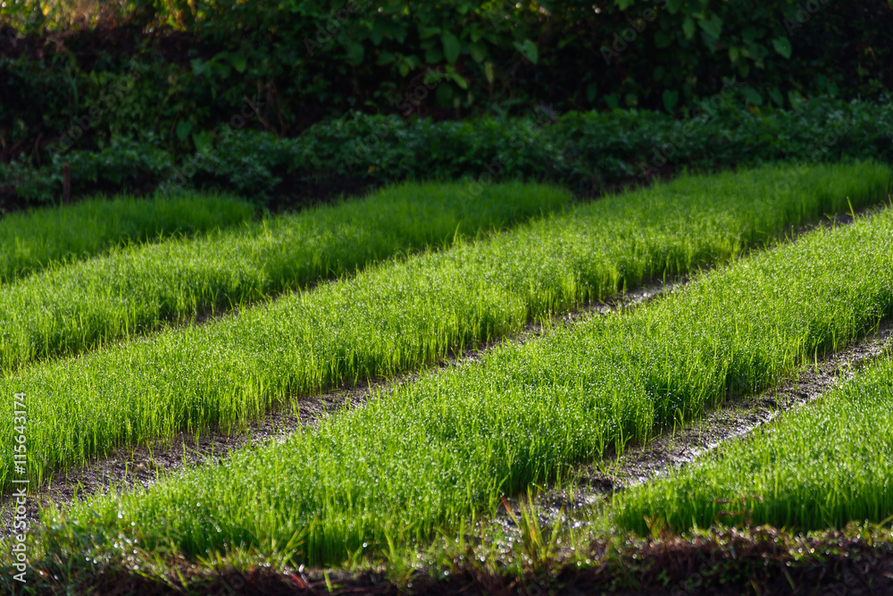 Plantation rice plant