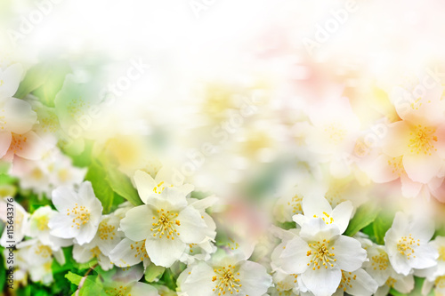 White jasmine. The branch delicate spring flowers