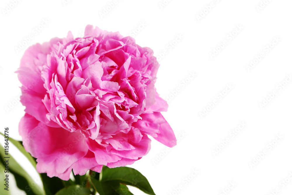 Pink peony flowers isolated on a white