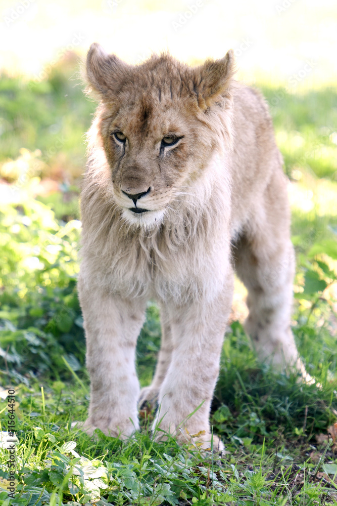 Fototapeta premium lionceau