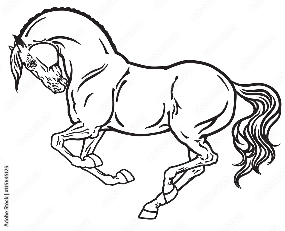 horse stallion in gallop. Side view outline black and white vector