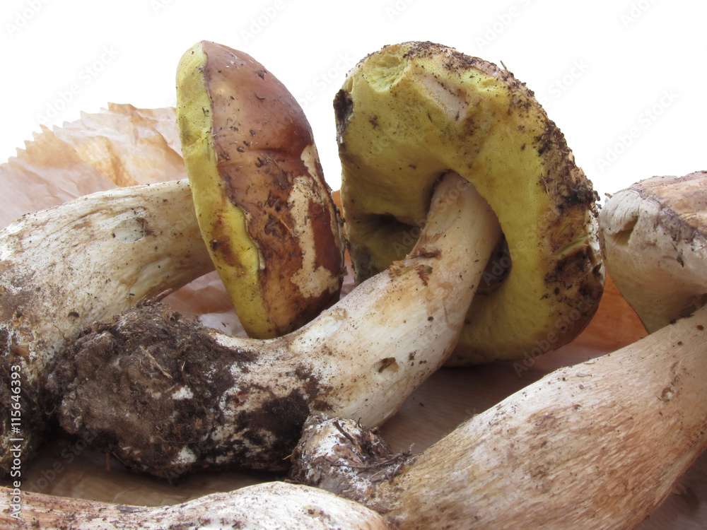 Porcini mushrooms isolated on white background Porcini mushrooms isolated on white background