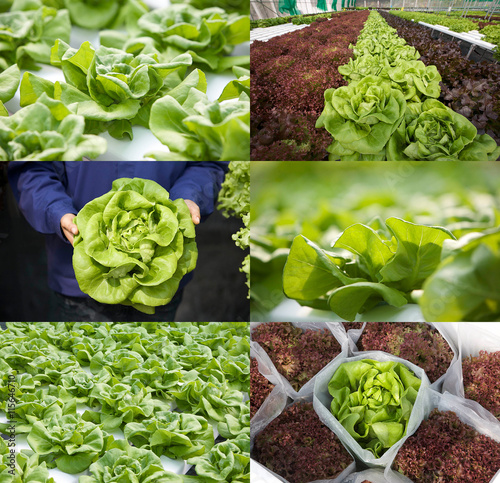 Bibb lettuce or butterhead lettuce in various views photo