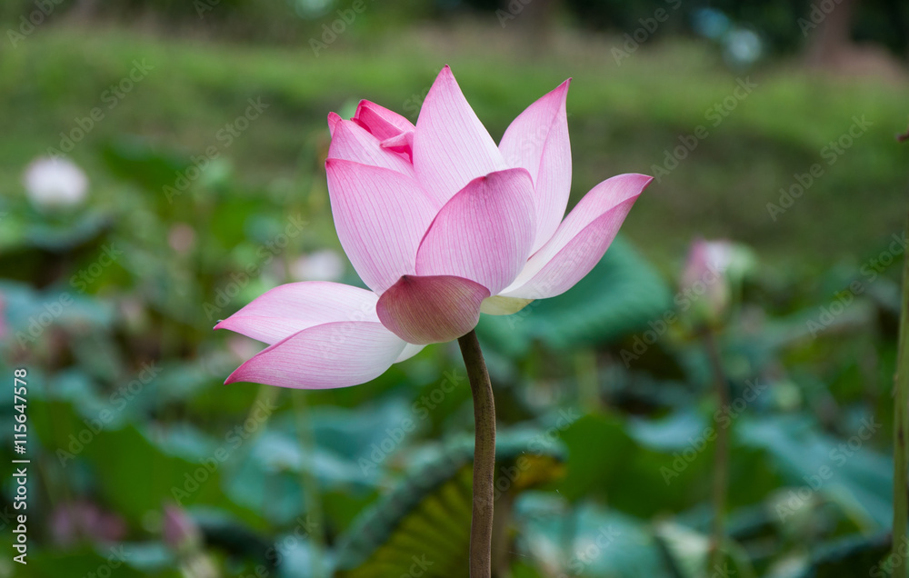 Obraz premium Lotus