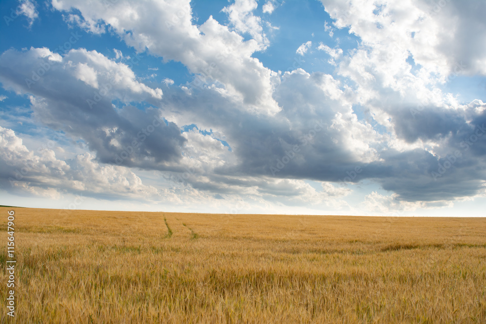 wheat field